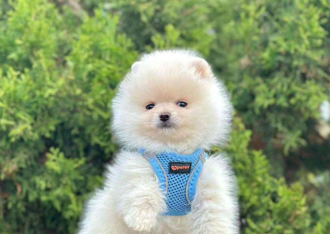 Safkan Pomeranian Boo Bebekler